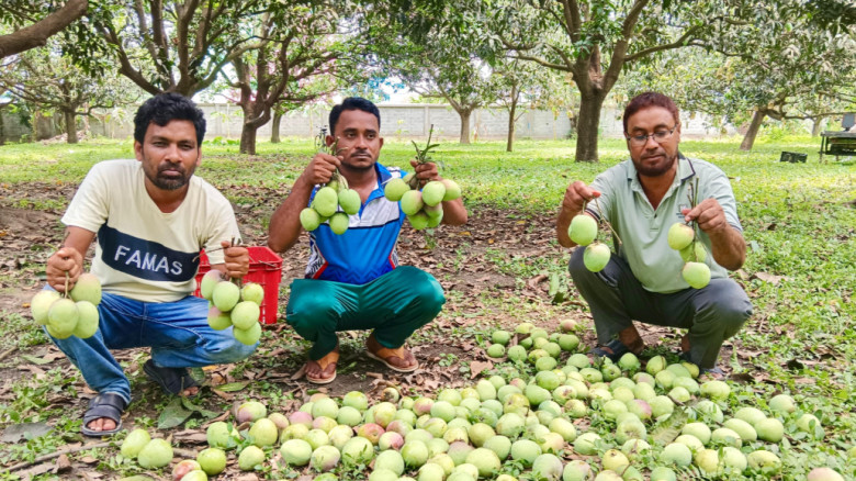 জ্যৈষ্ঠের প্রথম দিনেই রাজশাহীতে শুরু রসালো আম নামা...