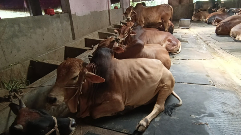 ঈদকে সামনে রেখে কসবা সীমান্তে ভারতীয় গরুর চোরাচালা...