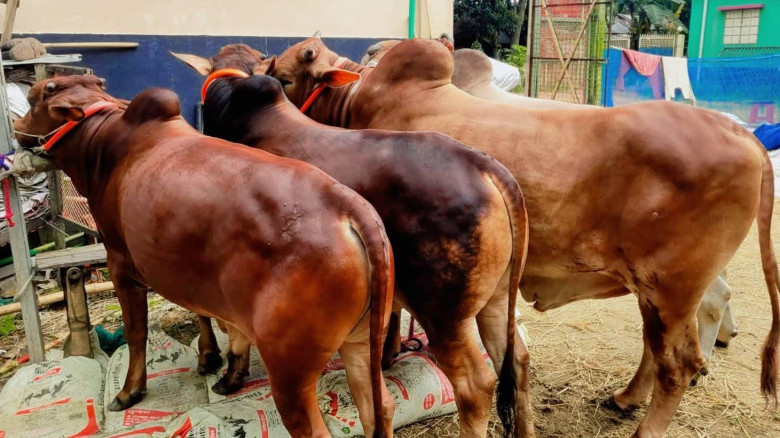 বানিয়াচংয়ে পবিত্র ঈদুল আজহাকে সামনে রেখে জমে উঠেছে...