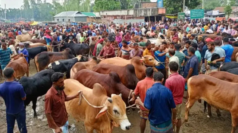 কোরবানির হাটে অ্যানথ্রাক্স-খুরা রোগের ঝুঁকি, যা জা...