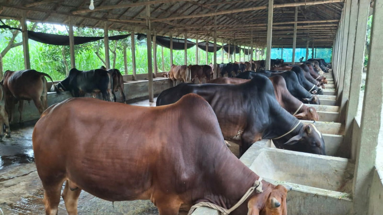 বকশীগঞ্জে কোরবানীর ঈদকে সামনে ব্যস্ত সময় পার করছেন...