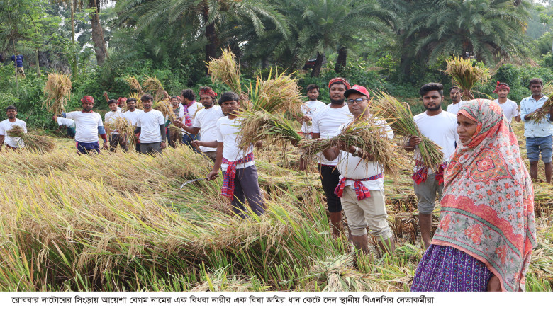 সিংড়ায় শ্রমিক না পাওয়ায় বিধবার ধান কেটে দিলেন বিএন...