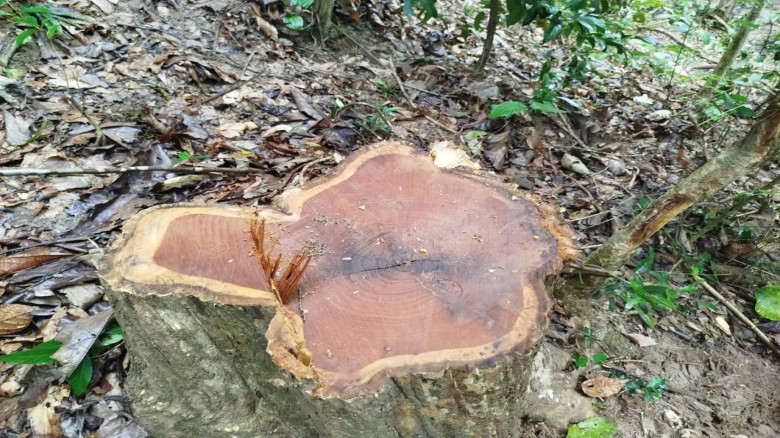 চুনারুঘাটে সাতছ‌ড়ি‌ জাতীয় উদ‌্যান থে‌কে সেগুনগাছ চ...