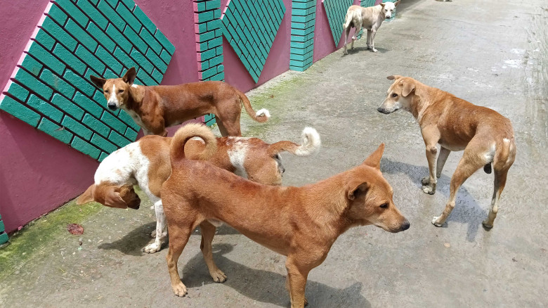 ঝিকরগাছায় বেড়েছে বেওয়ারিশ কুকুর, জনমনে আতঙ্ক...