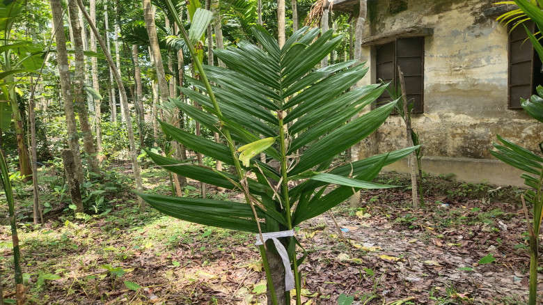 কমিউনিটি ক্লিনিকের জমি দখল করে গাছ লাগানোর অভিযোগ ...