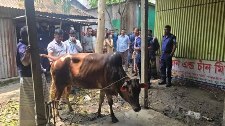 এলেঙ্গায় অসুস্থ গরু জবাইয়ের চেষ্টা ভ্রাম্যমাণ আদাল...