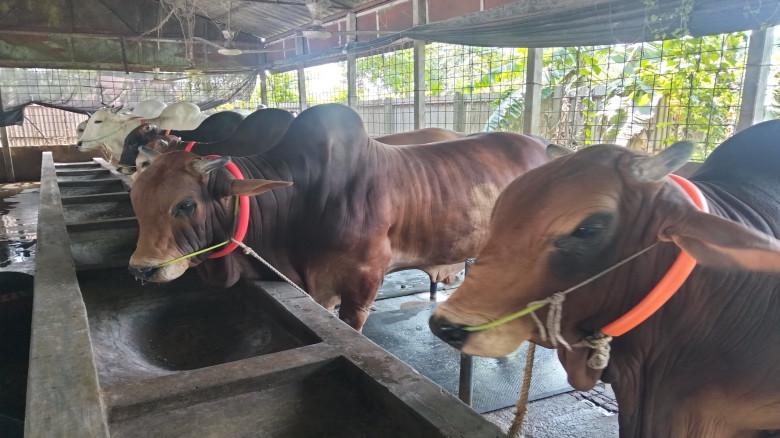 ভৈরবে চাহিদার চেয়ে দ্বিগুণ কোরবানির পশু, ন্যায্যমূ...