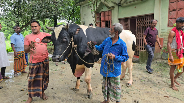 ব্রাহ্মণবাড়িয়ায় এবার কোরবানীর হাট কাঁপাবে ১৩শত কেজ...