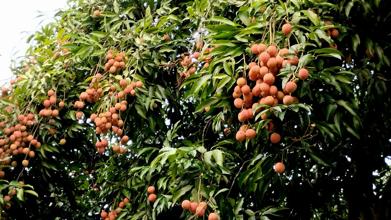 দেশের বাজার মাতাচ্ছে পাকুন্দিয়ার মঙ্গলবাড়িয়া লিচু...