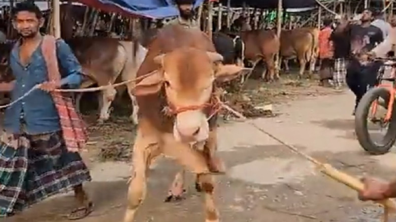 প্রস্তুত রয়েছে ৬ লক্ষাধিক গবাদি পশু...