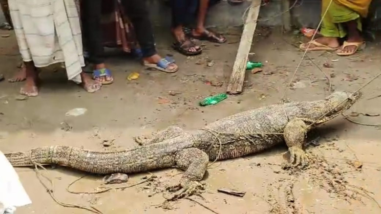 ভোলায় বিরল প্রজাতির গুইসাপ উদ্ধার...