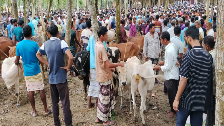 ডোমারে কোরবানি ঈদের শেষ মুহূর্তে জমে উঠেছে গরুর হা...