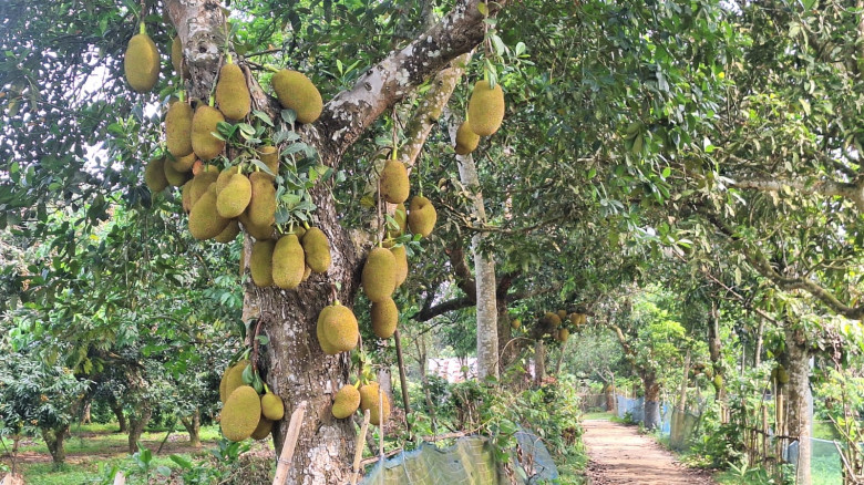 ব্রাহ্মণবাড়িয়ায় কাঁঠালের বাম্পার ফলন, ২১ কোটি টাকা...