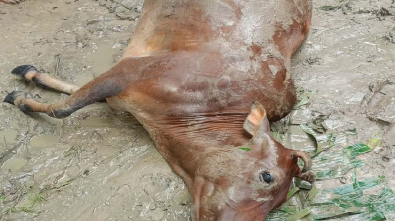 কেন্দুয়ায় ঝড়ে গাছচাপায় গর্ভবতী গাভীর মৃত্যু...