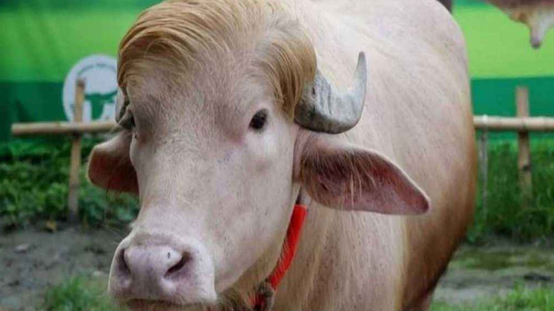 প্রাণিসম্পদ মন্ত্রণালয়ের অধীনে চিড়িয়াখানায় রাখা হ...