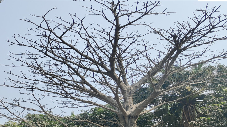 হাবিপ্রবির বোটানিক্যাল গার্ডেনের সৌন্দর্য বাড়াচ্ছে...