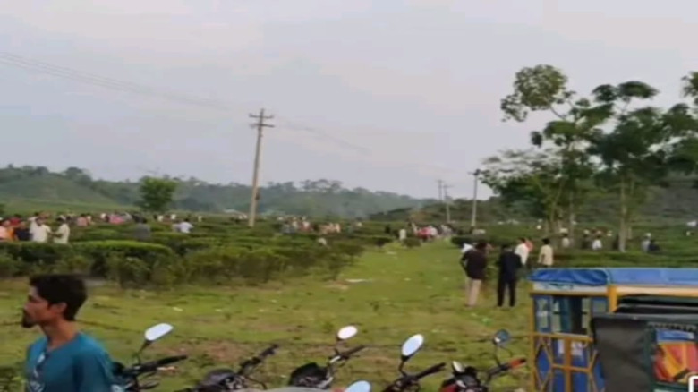 চুনারুঘাটে দুটি পাতা একটি কুঁড়ির মায়াবী দৃশ্য...
