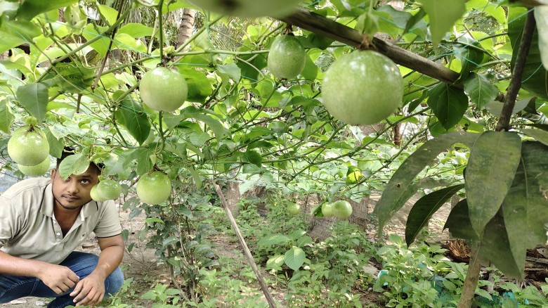 দাউদকান্দিতে বিদেশি ফল চাষে নতুন সম্ভাবনা, শখ থেকে...