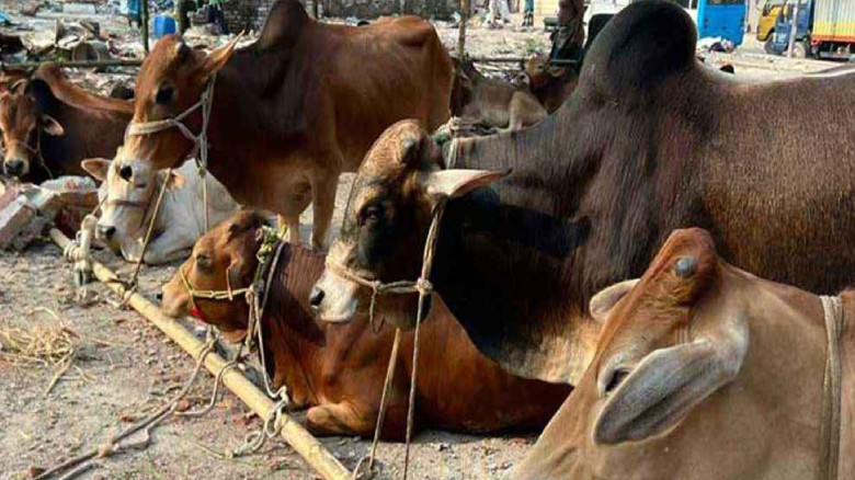 পশু কোরবানি হয়েছে প্রায় ৯৪ লাখ...