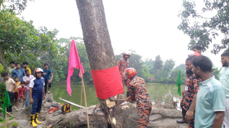 আখাউড়ায় আলোচিত ‘দাঁড়িয়ে যাওয়া’ গাছটি কেটে ফেলল প্র...