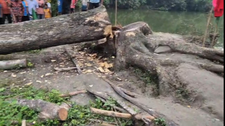 অবশেষে কাটা হলে আখাউড়ার “আলোচিত” কড়ই গাছটি...