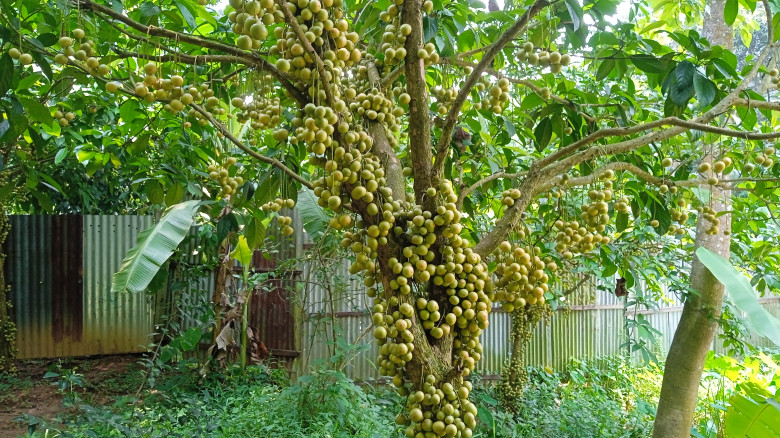 থোকায় থোকায় দুলছে সোনালি লটকন, ১০ লাখ টাকা বিক্রির...