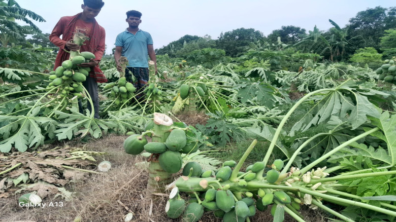 লালপুরে রাতের আঁধারে ৯শ পেঁপে গাছ কেটে দিয়েছে দুর...
