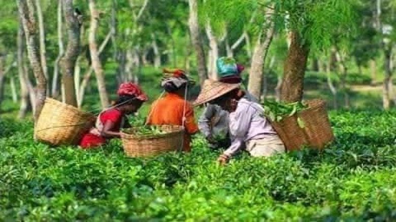 বাজেট বুঝি না, শুধু দুবেলা খাবার চাই’...