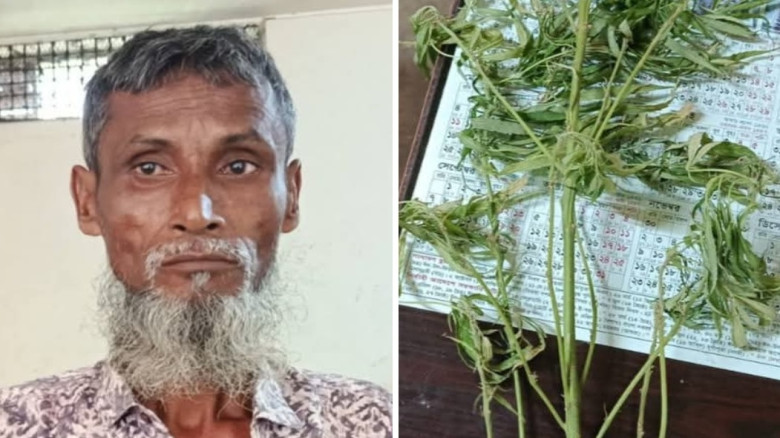 গাঁজা গাছসহ গ্রেফতার ১...