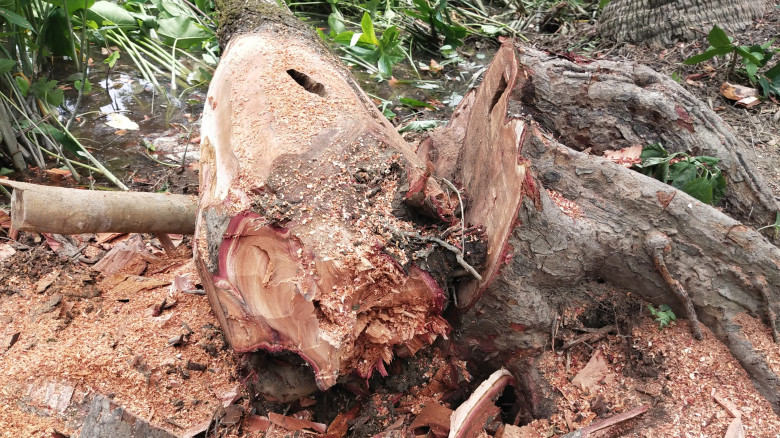 নেছারাবাদে বিদ্যালয়ের মাঠে বেড়া দিয়ে কাটা হচ্ছে পা...