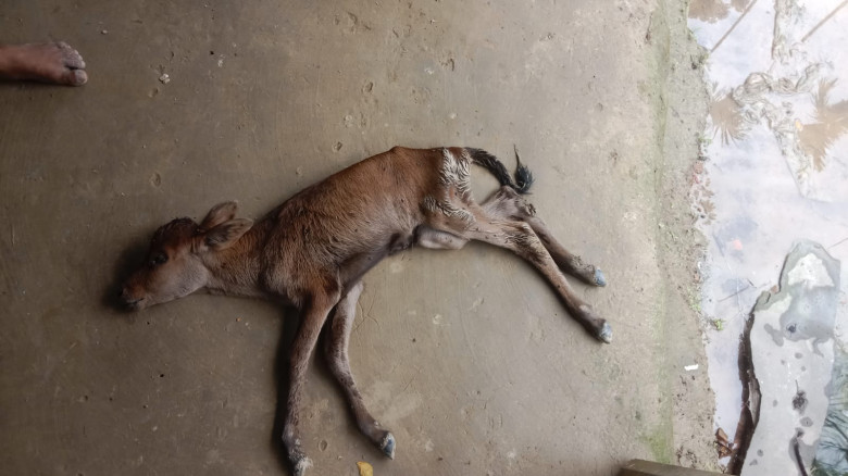 কেন্দুয়ায় দুধের অভাবে গাভীর বাছুরের মৃত্যু , কৃষক ...