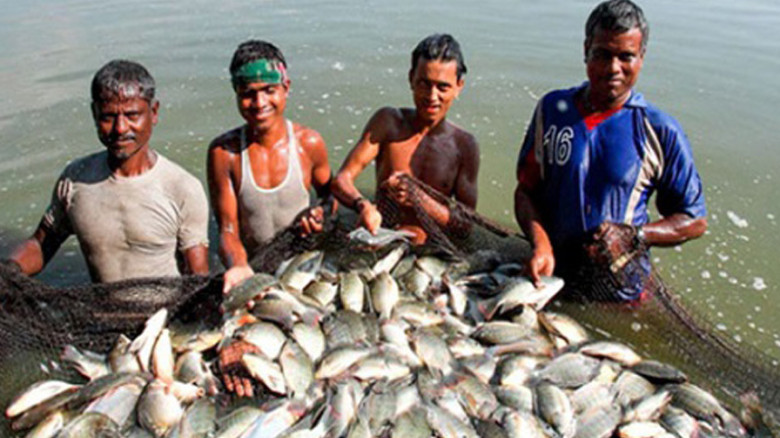 মাছ চাষে বিশ্বসেরা পাঁচে বাংলাদেশ...