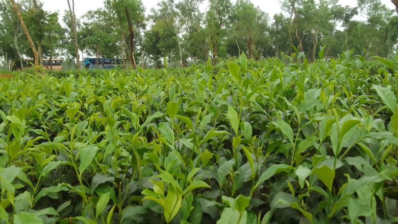 শ্রীমঙ্গলের সবুজ সোনা: চা বাগানের পথে এক অনন্য যাত...