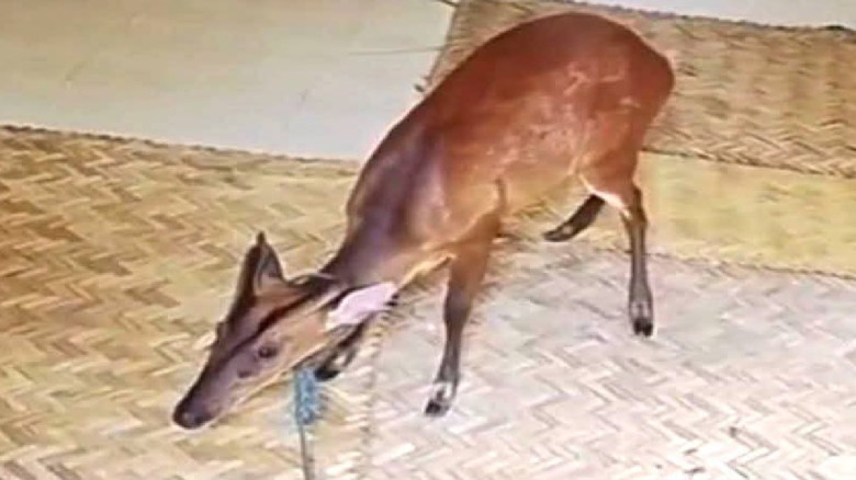 চুনারুঘাটে তালাবদ্ধ ঘর থেকে মায়া হরিণ উদ্ধার...