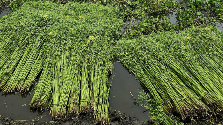 ব্রাহ্মণবাড়িয়া পাটের বাম্পার ফলন, ১০০ কোটি টাকা বি...