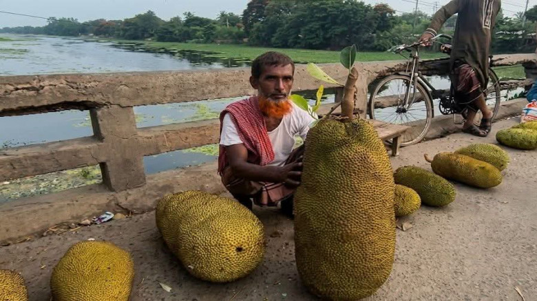 চুয়াডাঙ্গায় এক মণ ওজনের বিশালাকৃতির কাঁঠাল...