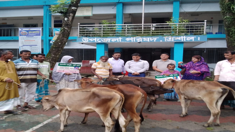 ত্রিশালে বিনামূল্যে ছয়টি বকনা বাছুর বিতরণ...
