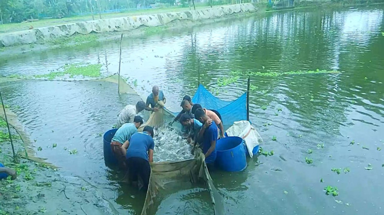 ঝিনাইগাতীতে হত্যা মামলার আসামির নিজ পুকুরে মাছ বিক...