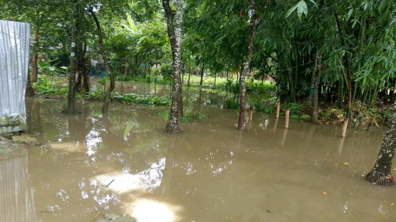 পঞ্চগড়ে পানিবন্দি ৮ পরিবারের করুণ চিত্র...