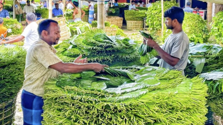 ন্যায্য দামের অভাবে দিশেহারা পান চাষি, বাড়ছে ঋণের...
