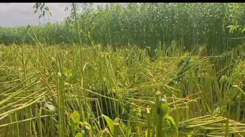 রাজবাড়ীতে কয়েকদিন পরই কাটার কথা ছিল পাট, রাতের আঁধ...
