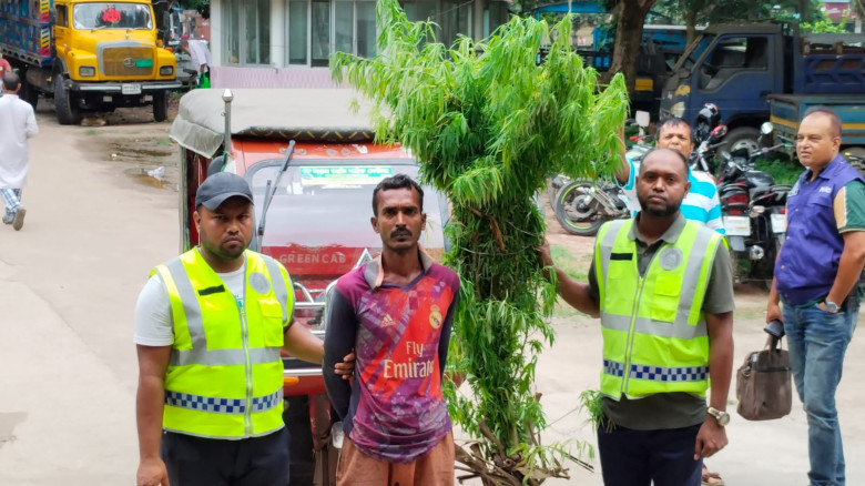 বেগুন ক্ষেত থেকে সাত গাঁজা গাছ উদ্ধার, যুবক আটক...