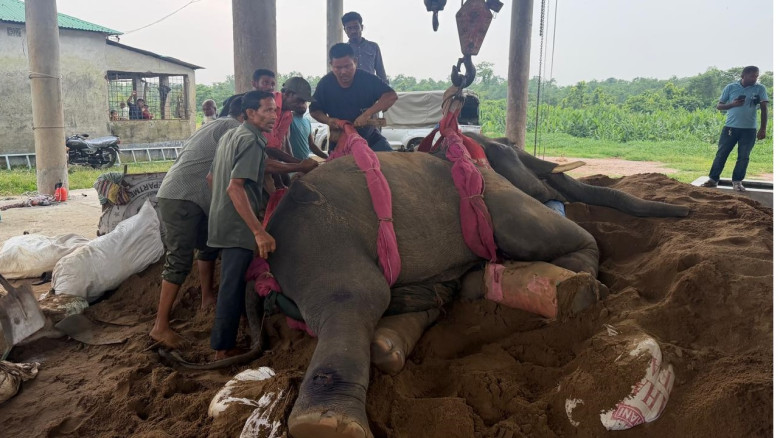 দুই হাতির সংঘর্ষে চাঁদাবাজ 'রাজু বাহাদুরের' পা ভেঙ...