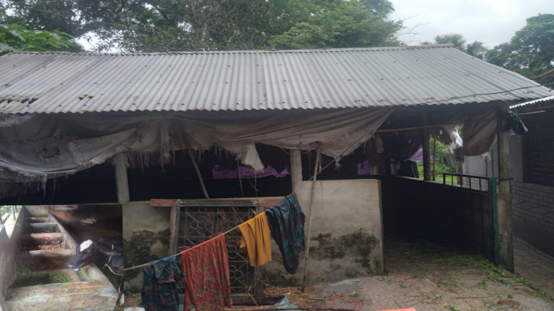 এক রাতে ৩ কৃষকের ৬ গরু চুরি!  আতঙ্কে খামারিরা...