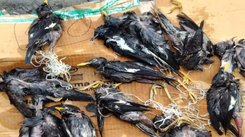 লালমোহনে মুরগীর খামারে বন্য পাখি প্রবেশে শত শত পাখ...