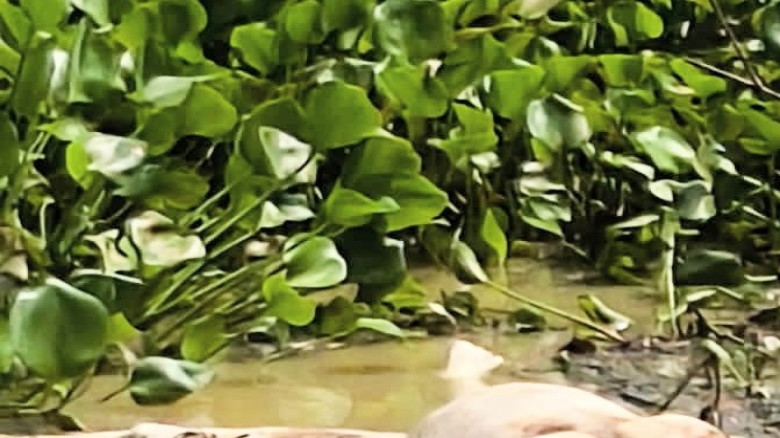 রাজনগরে মনূ’র ঢলে আবারও ভেসে আসলো অজ্ঞাত তরুণীর মর...