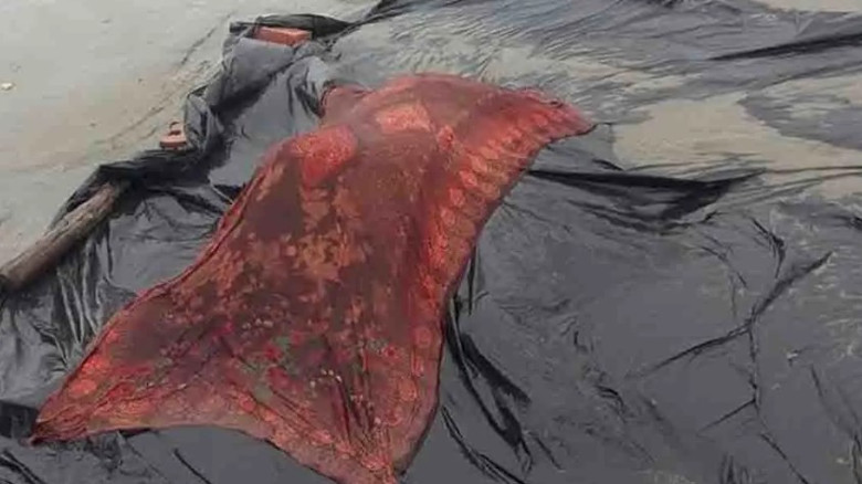উপকূলে লাশের মিছিল: দুই দিনে ৫টি লাশ...