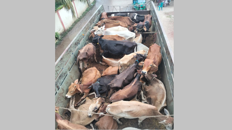 সরাইলে ডাকাতের কবল থেকে ট্রাক বোঝাই ৩১ গরু উদ্ধার...