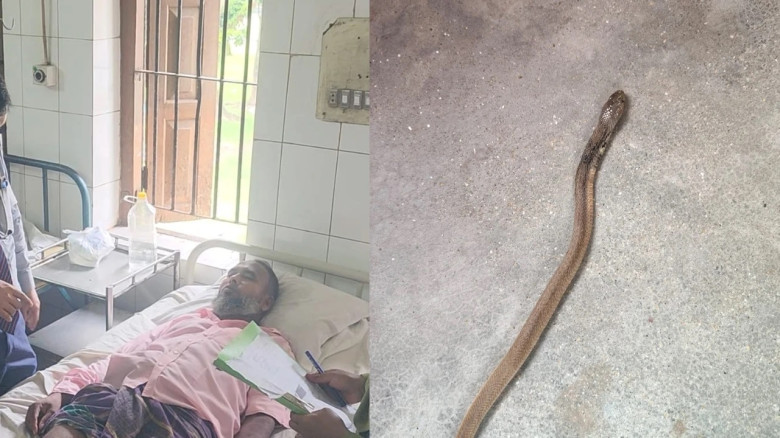 পঞ্চগড়ে সাপের কামড়ে আহত ২: কামড়ের পর সেই সাপ নিয়েই...