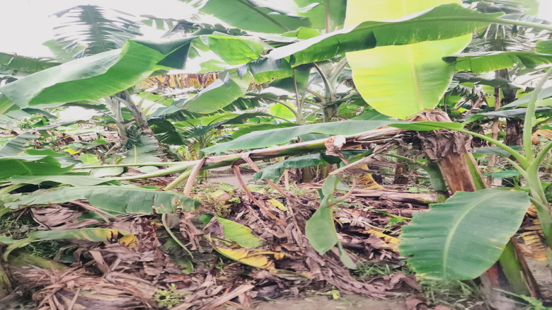 কাপাসিয়ায় জোর পূর্বক সংখ্যালগুর জমি দখল...